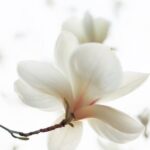 Fmillerskincare: Pure Botanicals for Beautiful Skin
