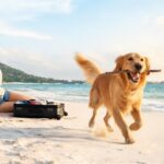 Edreams: Your Ultimate Tool for Affordable, Seamless Travel